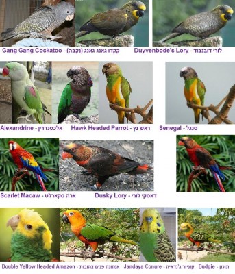 Parrots2.jpg