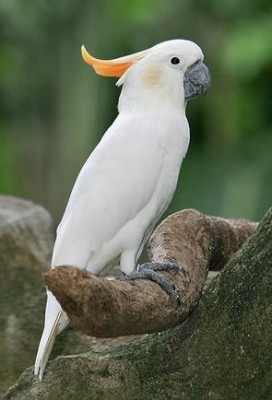 Citron-crested_Cockatoo.jpg
