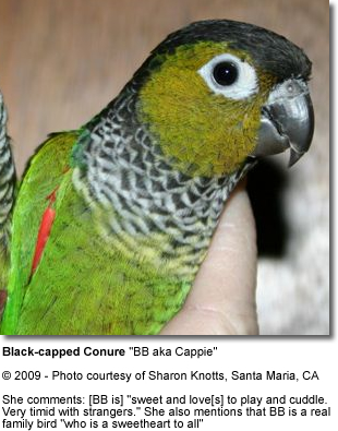 black_capped_conure.jpg