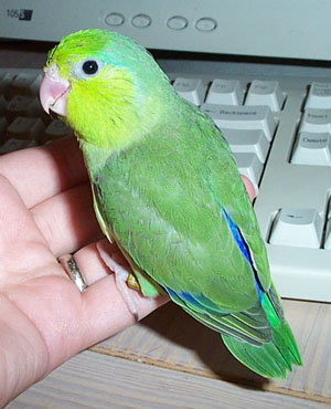 Parrotlet.jpg