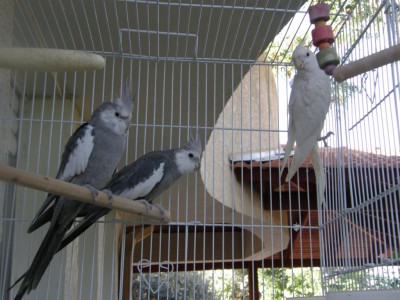 האלבינו החדש\ה