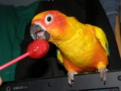 קוני חושבת שהיא אנושית כנראה...