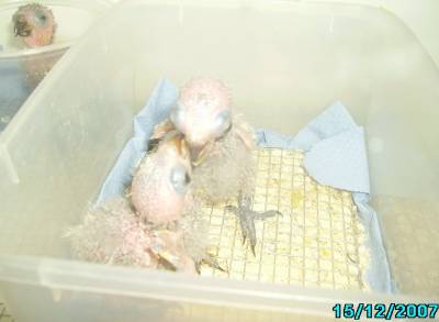 Y.L האכלות יד 3.jpg