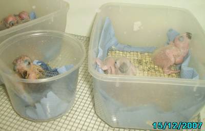 Y.L האכלות יד 6.jpg