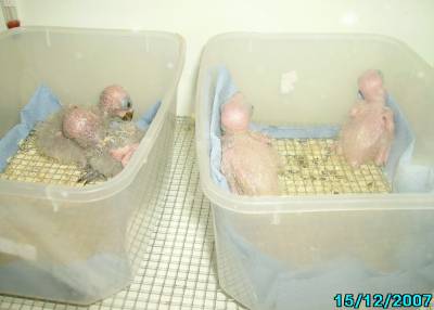 Y.L האכלות יד 7.jpg