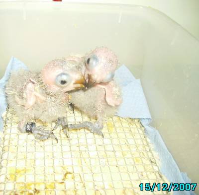 Y.L האכלות יד 8.jpg