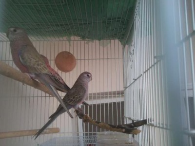 משפחת בורקיס ק.JPG