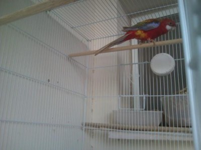 ר ז מטיל ק.JPG