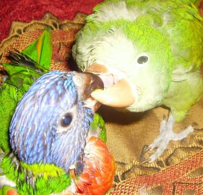 Y.L האכלות יד3.jpg