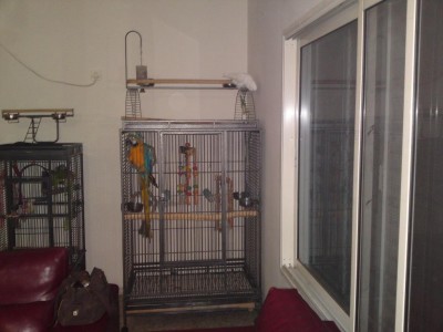 ארה כלוב1.JPG