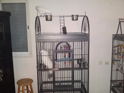 אמברלה בכלוב וטוי מעל.JPG