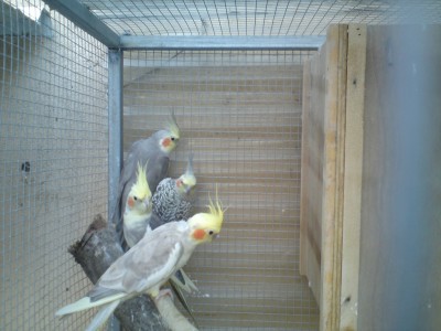 שניי זוגות הקוקטייל שבתוכו