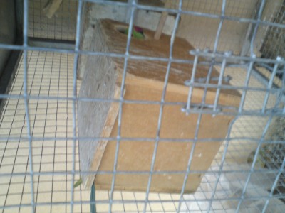 דררה שבתוך תא הטלה של ציפורי אהבה... חח