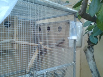 תאי הטלה לקוקטיילים