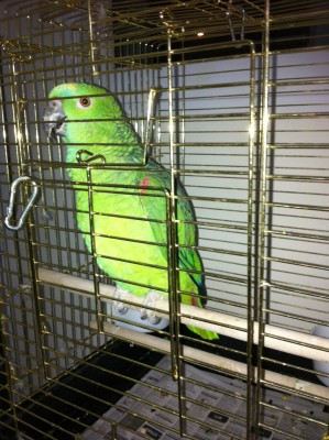 טוני האמזונה