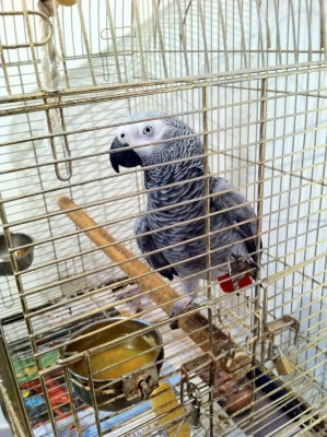 זיפו הג'אקו