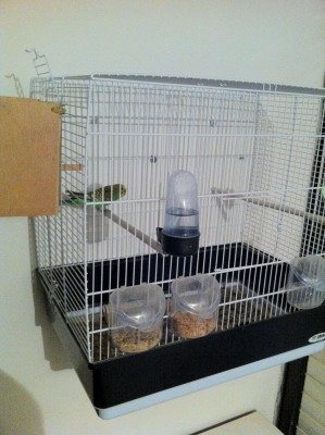 התוכונים שלי שכרגע דוגרים על ביצים