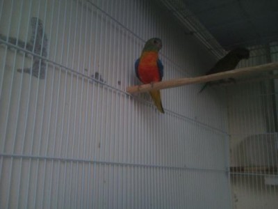 טורקיזן 1.JPG