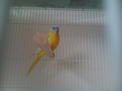 טורקיזן 2.JPG