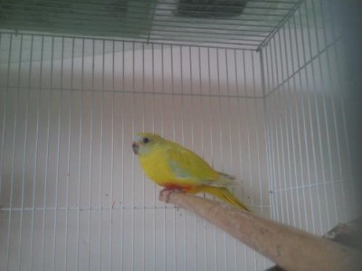 טורקיזן 3.JPG