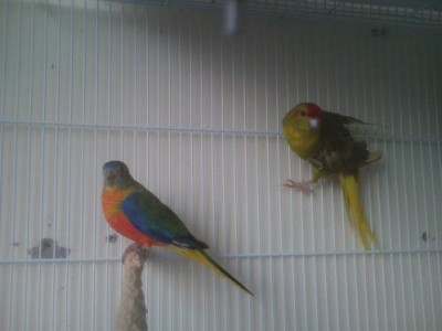 טורקיזן וקקריקי.JPG