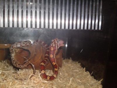 אוכלת אותו הפוך