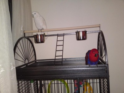 רובי עם טוי.JPG