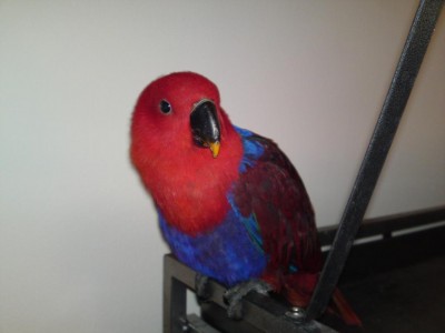 רובי בסטנד.JPG