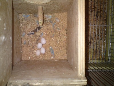 הביצים הראשונות !!!