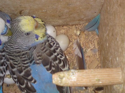 אם תצליחו לראות... יש מין שניי צבעיים בביצה