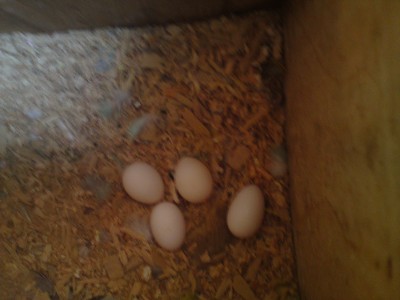 הבייצים החדשים :)