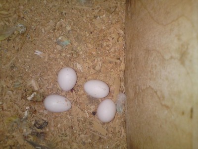 הביצים ב"ה יבקעו