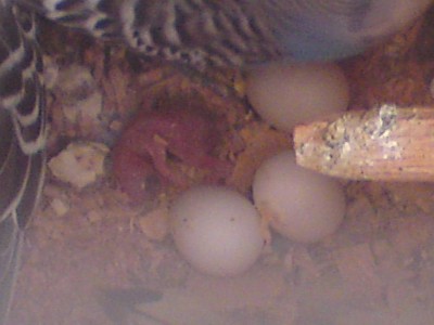 הגוזל ב"ה ירבו ימיו