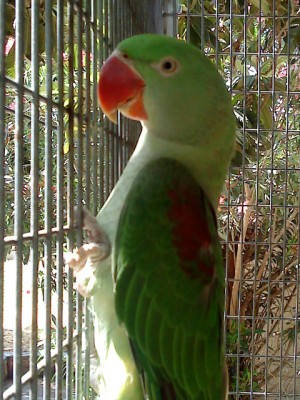 האלכסנדרין החמודה שלי קוקה