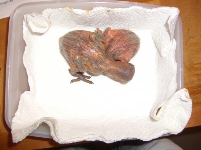 Copy of CIMG0551.JPG