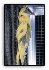 נקבה פייד צהובה-15.jpg