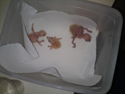 הגדול הוא עם הפיסוק