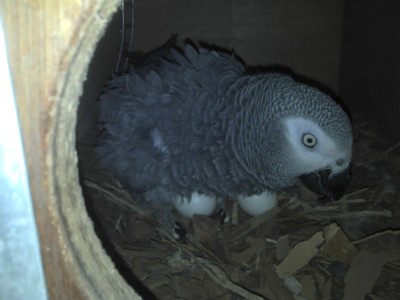 אייפון 363.jpg