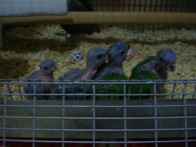 אייפון 270.jpg