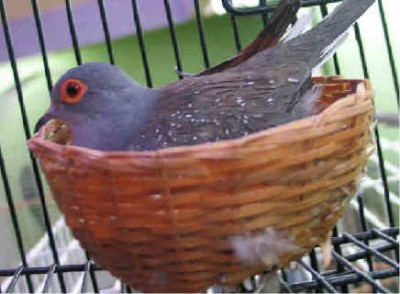 Bird, 149.jpg
