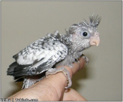 קוקוטייל פנינה