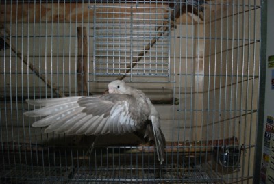 זה הגוזל הקטן :)