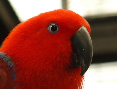 Australian eclectus parrot (female)1.jpg