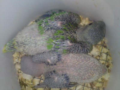 ביום שבאו....