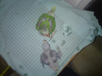 היום... אחרי נשיקה מאחשלו...