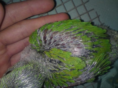 הנוצות האדומות :)