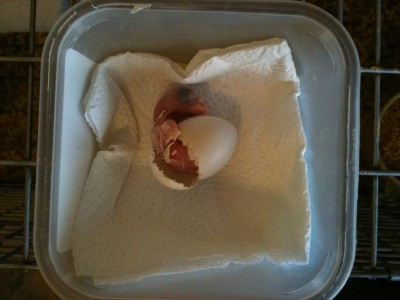 ׳׳™׳™׳₪׳•׳ 171.jpg