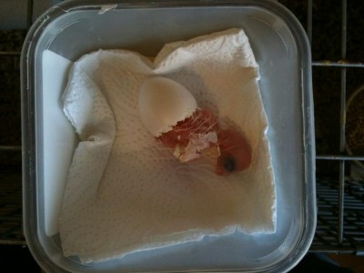 ׳׳™׳™׳₪׳•׳ 176.jpg