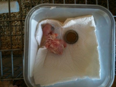 ׳׳™׳™׳₪׳•׳ 178.jpg