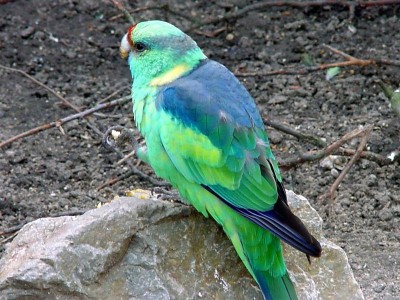 Barnards parakeet.jpg